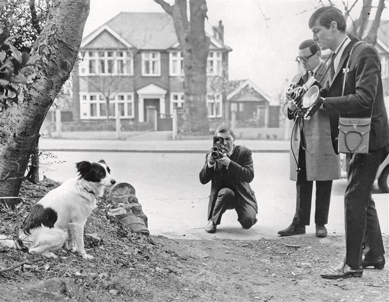 pickles o cão que encontrou a taça do mundial de 1966